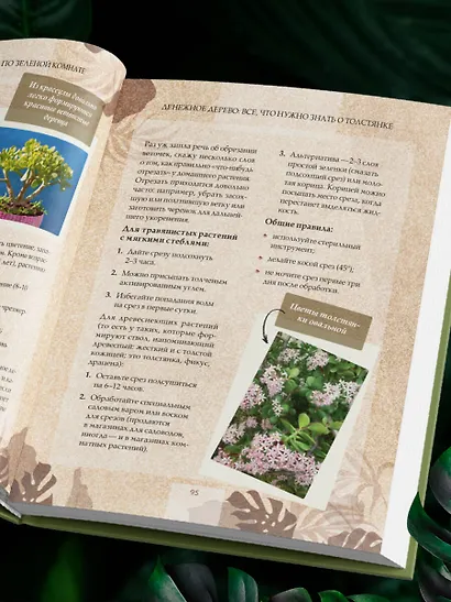 Зеленая комната. Как стать повелителем домашних джунглей - фото 10