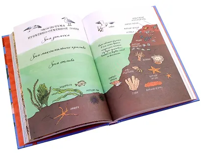 Анатомия океана. Занимательные детали жизни подводного мира - фото 6