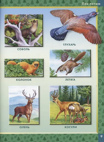 Родная природа. Кто живёт на просторах России - фото 6
