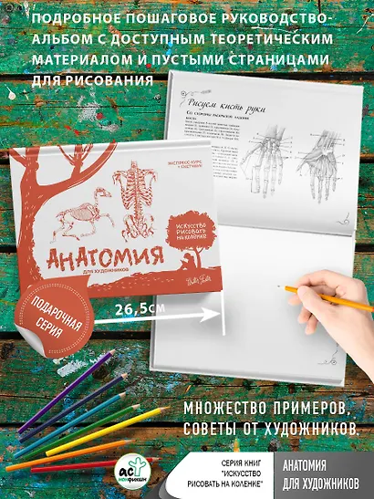 Анатомия для художников. Экспресс-курс + скетчбук - фото 4
