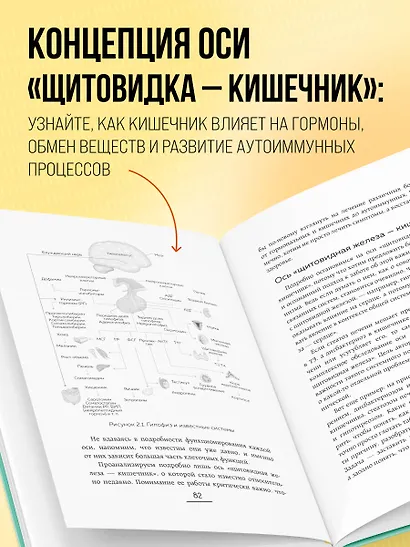 Ось щитовидка - кишечник. Как вылечить щитовидную железу, улучшив состояние кишечной микробиоты - фото 6