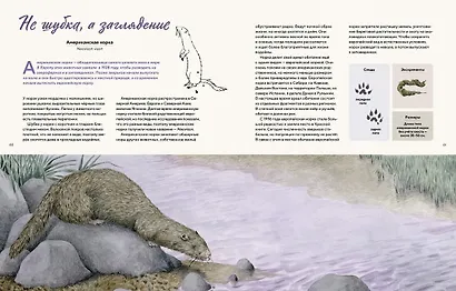 Наши соседи по планете. Рассказы о диких животных - фото 7