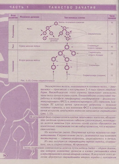 Энциклопедия. Мы ждем ребенка. Таинство зачатия. Счастливая беременность. Успешные роды - фото 3