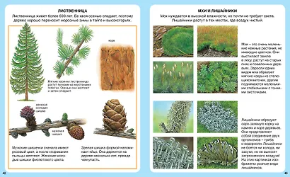 Жизнь леса - фото 4