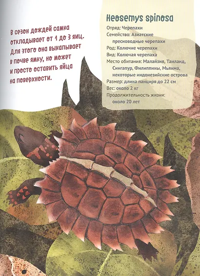 Великолепная десятка. Черепахи - фото 3