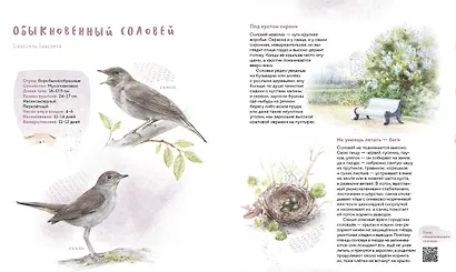 Птицы в городе. Где найти и как узнать - фото 7