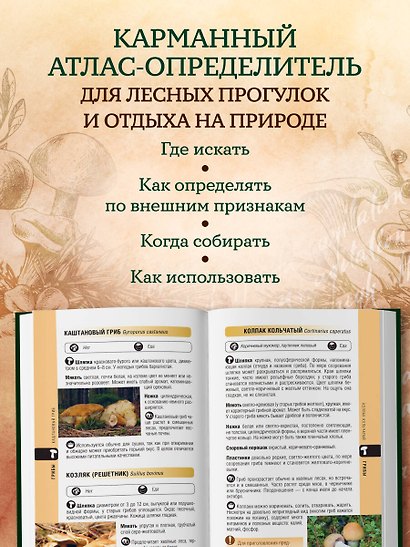 Лесной гид: грибы, ягоды, травы. Карманный атлас-определитель - фото 5