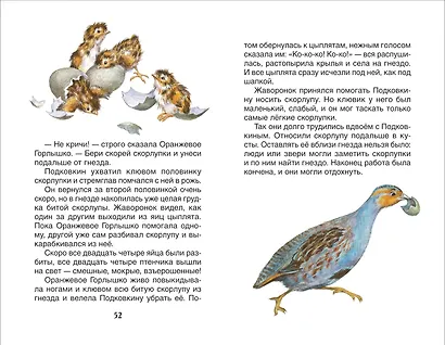 Оранжевое горлышко. Рассказы о природе - фото 5