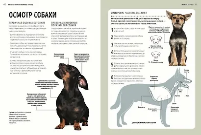 Первая помощь собакам. Осмотр, действия в экстренных ситуациях, аптечка первой помощи, социализация - фото 6