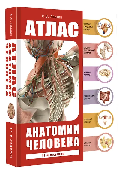 Атлас анатомии человека - фото 3