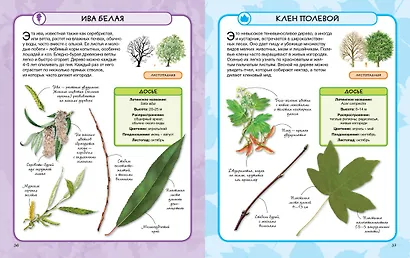 Деревья - фото 6