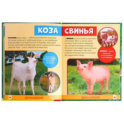 В мире животных. Фотоэнциклопедия для детей - фото 4