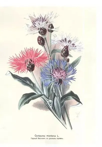 Садовые многолетники. Многолетники Наиболее Красивые и Пригодные для Садовой Культуры. - фото 4