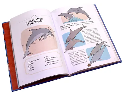 Анатомия океана. Занимательные детали жизни подводного мира - фото 5