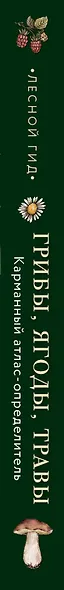 Лесной гид: грибы, ягоды, травы. Карманный атлас-определитель - фото 8