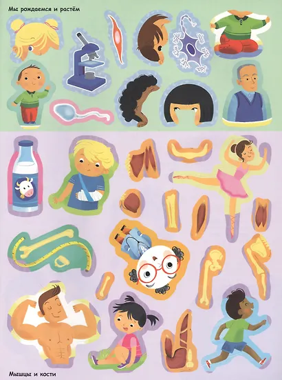 Тело человека (с наклейками) - фото 3