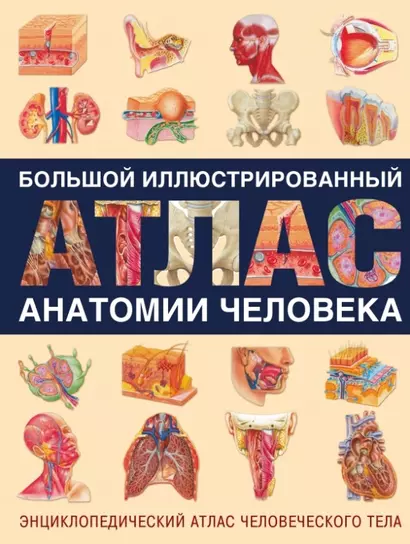 Энциклопедический атлас человеческого тела (ISBN 5-17-038347-9 в суперобложке "Большой иллюстрированный атлас анатомии человека") - фото 1