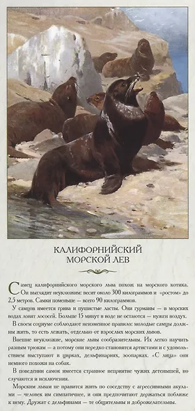 Животный мир Северной Америки. Обычные, но ни на кого не похожие - фото 3