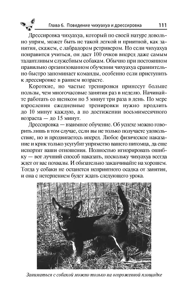 Чихуахуа. Любимцы на ладони - фото 3