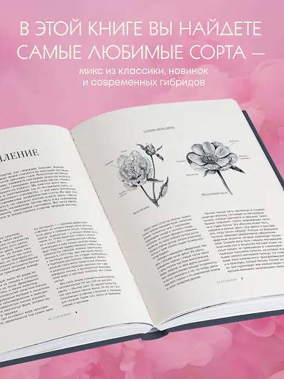 Пионы. Роскошные цветы для дома и сада - фото 6
