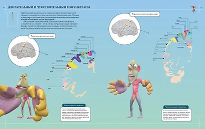 Анатомия человека 360°. Иллюстрированный атлас - фото 5