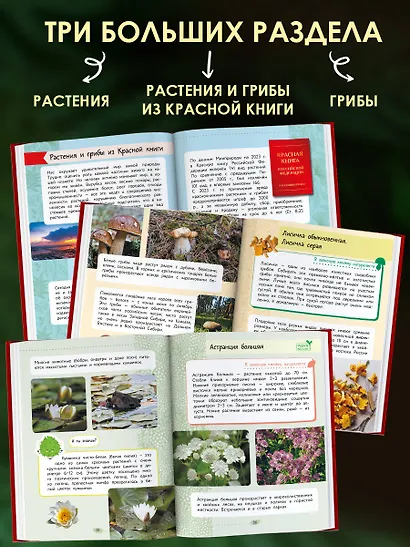 Окружающий мир. Растения и грибы - фото 6