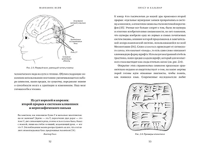 Пруст и кальмар. Нейробиология чтения - фото 6