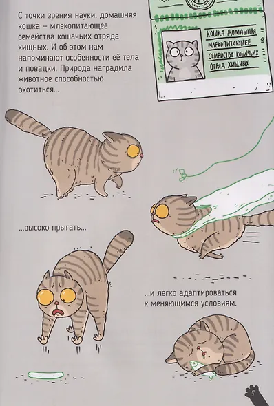 Кошки. Большие секреты маленьких хищников. Энциклопедия для детей - фото 3