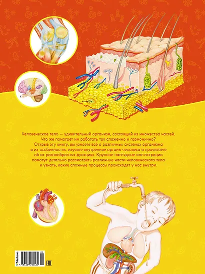 Первый атлас анатомии человека - фото 2