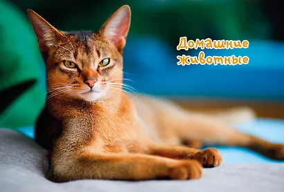 Моя любимая книга о животных - фото 4