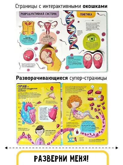 Мои первые открытия «Тело человека» - фото 6