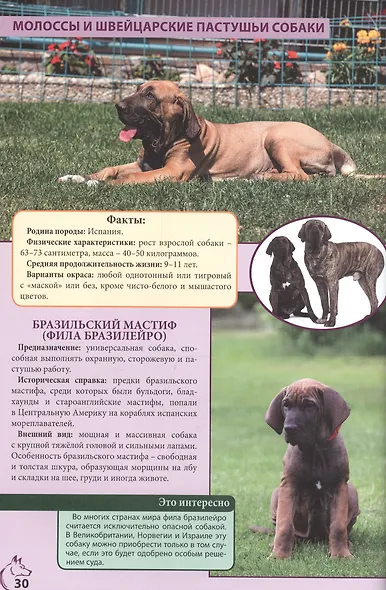 ЭНЦИКЛОПЕДИЯ. ЭНЦИКЛОПЕДИЯ О КОШКАХ И СОБАКАХ - фото 2