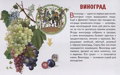 Обучающие карточки "Садовые ягоды" - фото 4