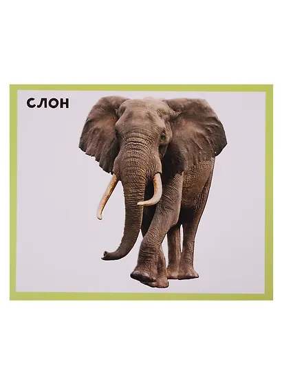 Животный мир 20 карточек - фото 2