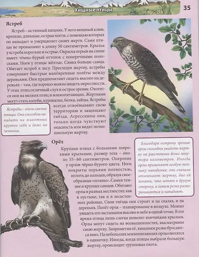 Птицы. Энциклопедия - фото 6