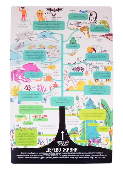 Открой тайны. Биология. Более 80 секретных створок - фото 3