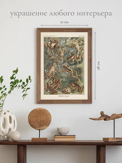 Красота форм в природе. Альбом старинных иллюстраций - фото 6