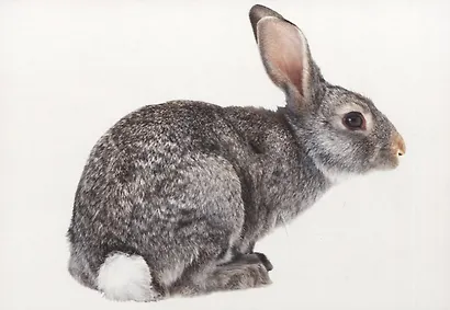 Запоминай слова легко. English. Животные / Animals. 25 карточек с транскрипцией на обороте - фото 4