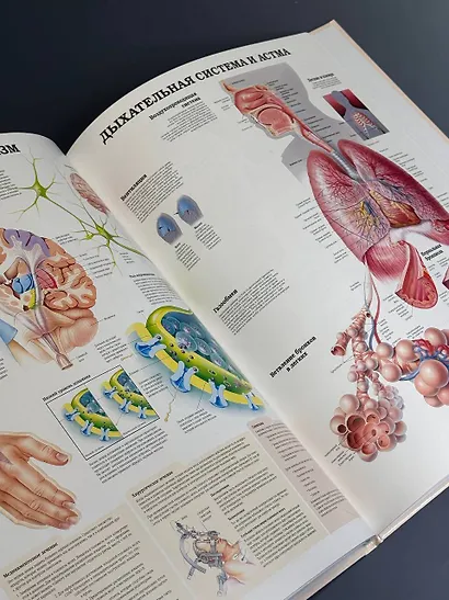Большой атлас  анатомии человека - фото 6