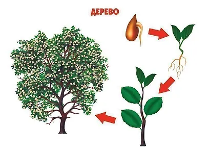 Как растет живое. Рост и развитие людей и живых организмов. Демонстрационный материал для занятий в группах детских садов и индивидуально - фото 4