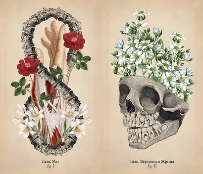 Antique Anatomy Tarot. Таро античной анатомии - фото 8