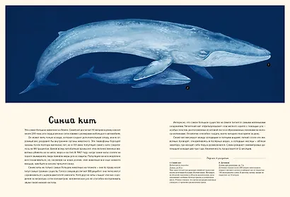 Океанариум - фото 13