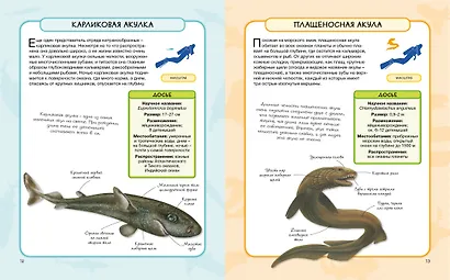 Акулы и скаты - фото 6