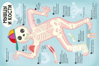 100 Интересных фактов. Мое тело. Наклей и узнай - фото 2