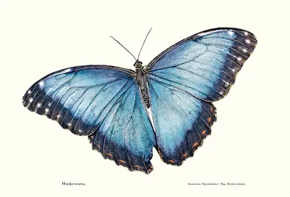 Загадочный мир бабочек - фото 8