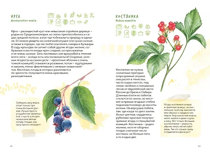 Ягоды. Атлас-определитель - фото 13
