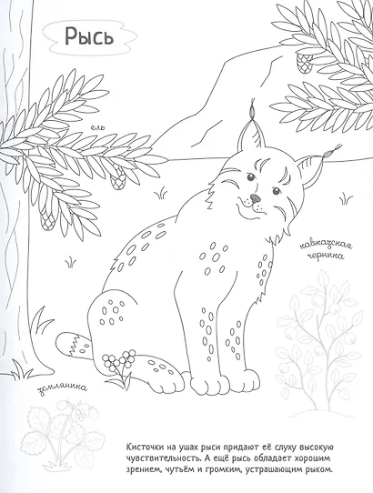 Раскрась Россию (комплект из 2 книг) - фото 3