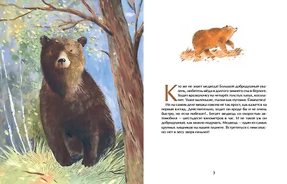 Мишка. Самый русский зверь - фото 2