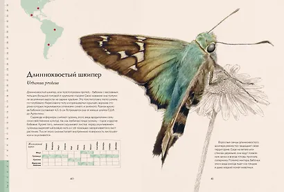 Загадочный мир бабочек - фото 9