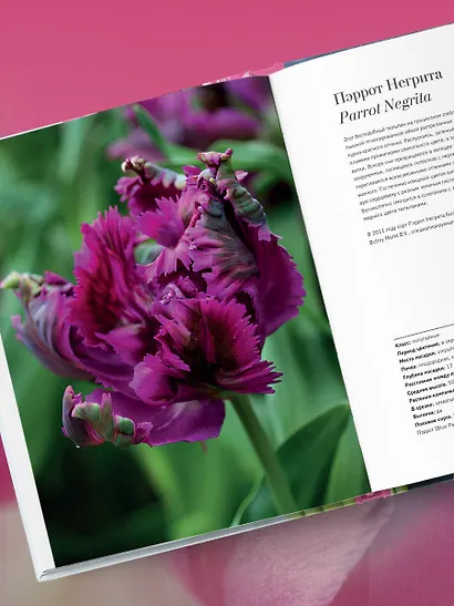 Тюльпаны. Великолепные цветы для дома и сада - фото 8